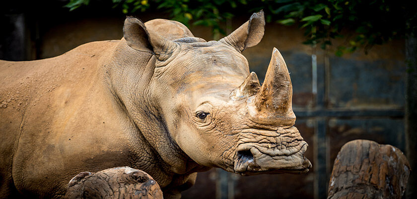 Louisville Zoo mourns death of white rhinoceros, Sindi